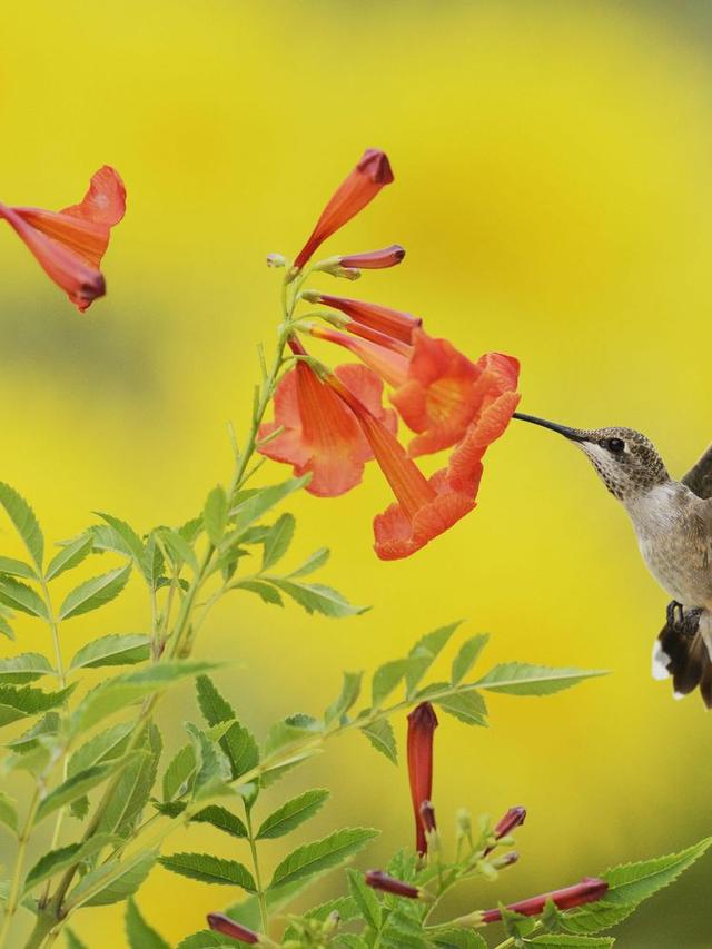 How to Design a Colorful Border with Hummingbird-Attracting Plants