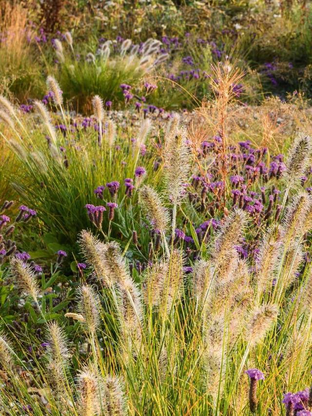 How to Mix Pastel and Vivid Perennials for a Dynamic Rainbow Garden