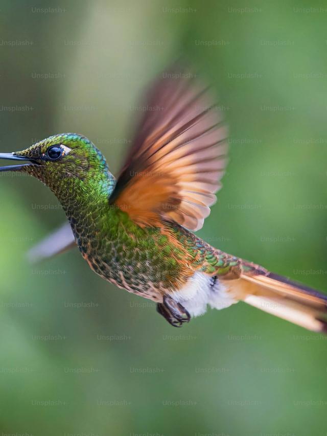 How to Photograph Hummingbirds in Different Weather Conditions