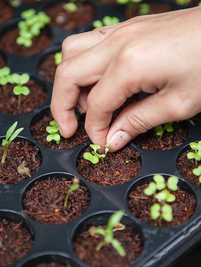 How to Plant and Care for Perennials in Gravelly Soil