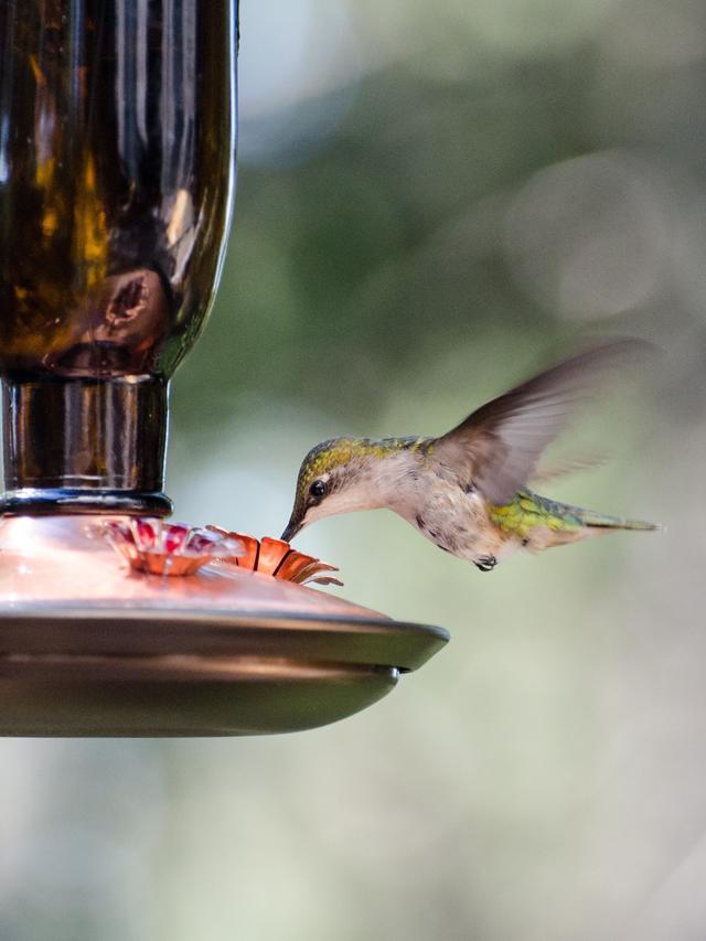 How to Protect Hummingbird Feeders from Bad Weather