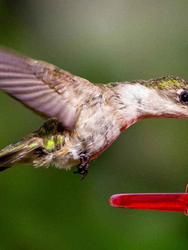 How to Repair and Replace Parts of Hummingbird Feeders