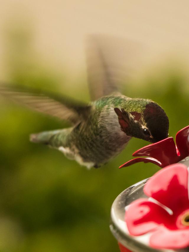 How to Set Up Feeders and Flowers for Optimal Hummingbird Photography