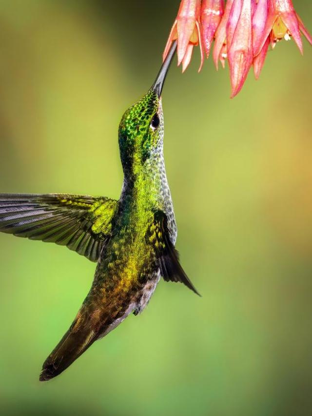 How to Use Artificial Lighting to Capture Hummingbirds Indoors and Outdoors