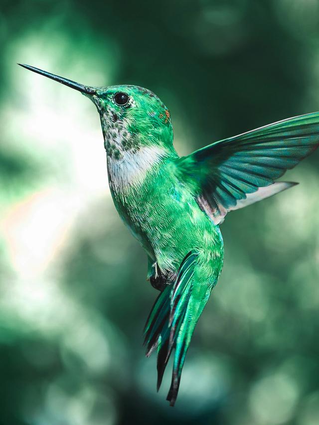 How to Use Burst Mode to Capture Hummingbirds in Flight