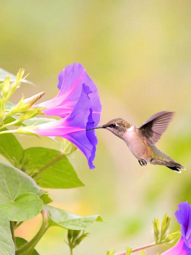 How to Use Colorful Flowers to Attract Hummingbirds in Containers