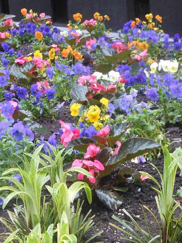 How to Use Foliage Colors to Enhance Perennial Flower Combinations in a Rainbow Garden