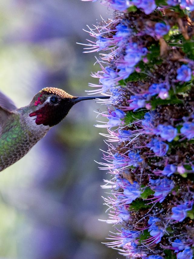 How to Use Native Plants to Attract Hummingbirds to Your Landscape