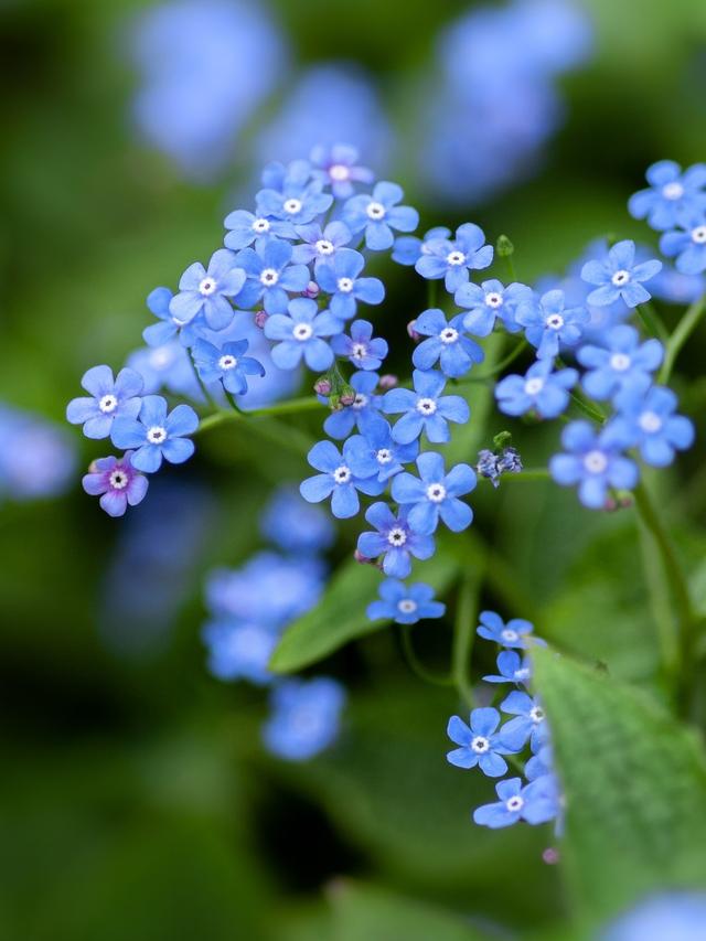 How to Use Perennial Flowers to Create a Glamorous Event Experience