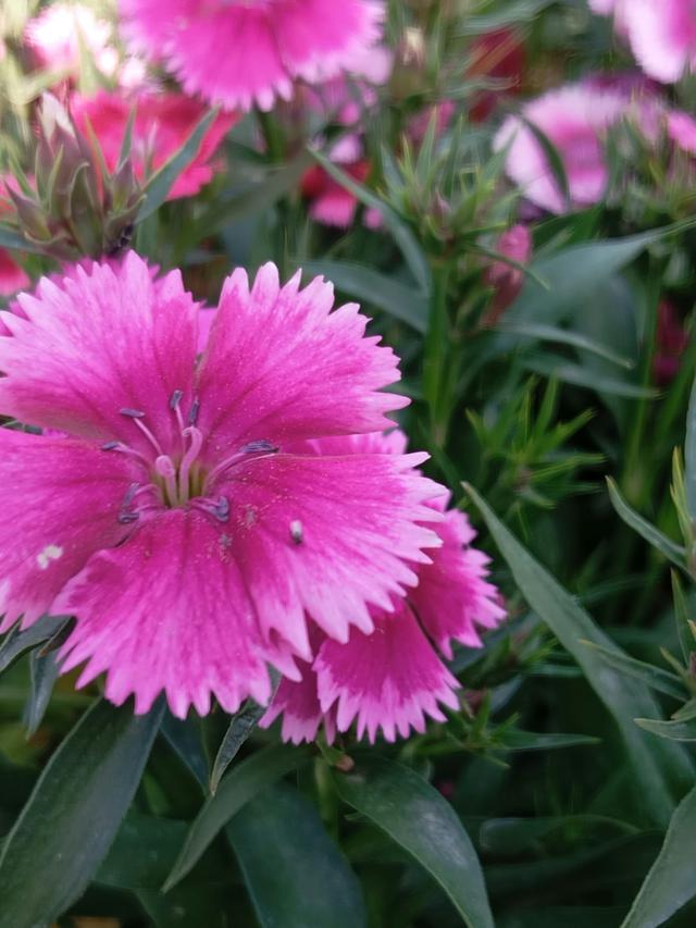 How to Use Pink Perennials to Blend Between Red and Purple in a Rainbow Garden