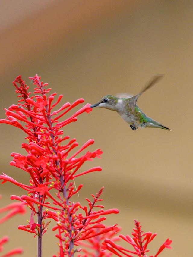 How to Use Pollinator Gardens to Attract Hummingbirds