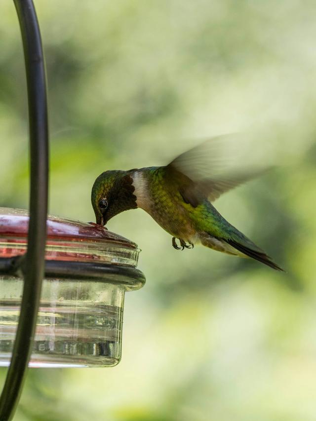 How to Use Remote Triggers for Capturing Hummingbirds at Feeders