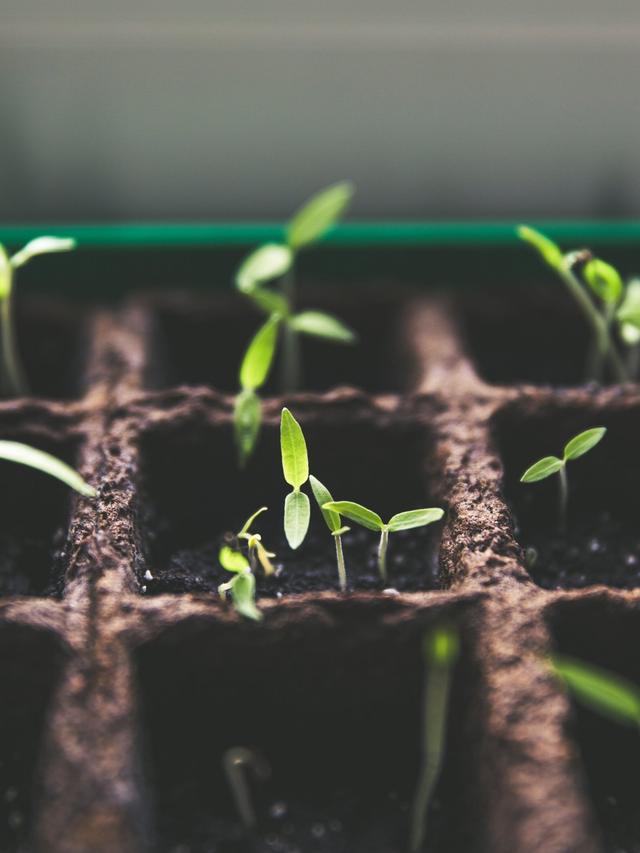 How to Water and Fertilize Perennials in Dry, Rocky Soil