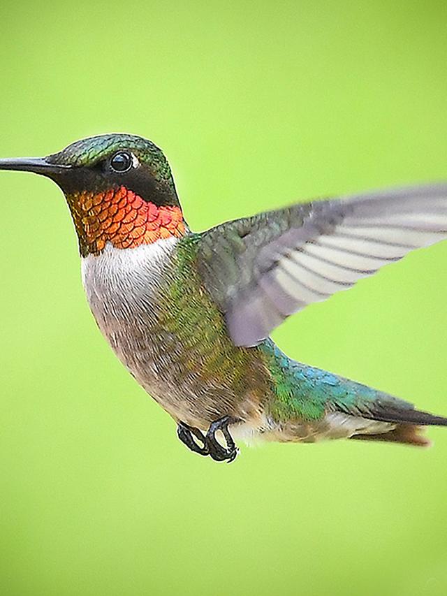 Hummingbirds Like You’ve Never Seen Them: Their Incredible Homes