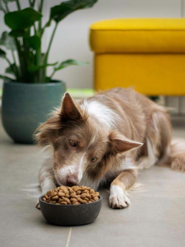 Ideal Dog Foods for Puppies of Different Breeds