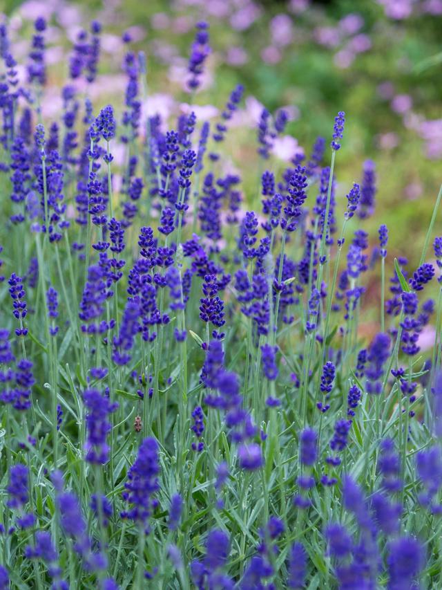 Lavender Care 101: How to Ensure Your Plants Flourish All Year Round