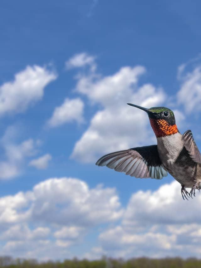 Meet the Hummingbirds Thriving in the Most Unexpected Places