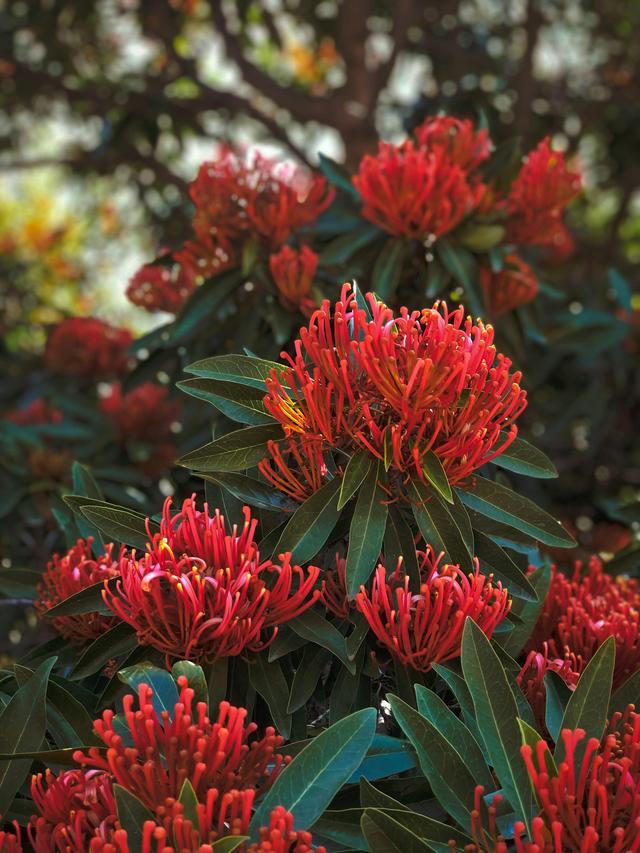 Native Perennial Flowers for Underplanting Trees