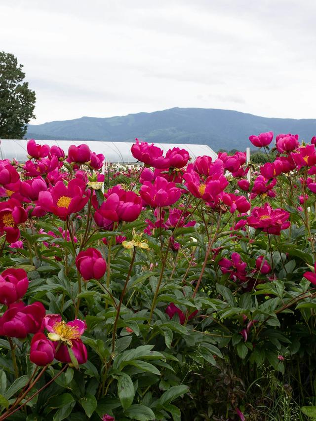 Perennial Flowers That Bring Romance to Any Event Space