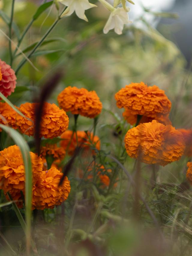 Perennial Flowers for Colorful Hedging