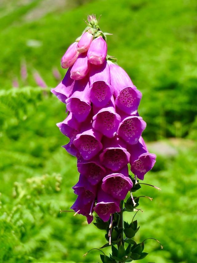 Perennial Flowers for Hillside Erosion Control