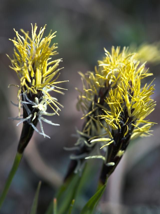 Perennial Flowers for Rain Gardens