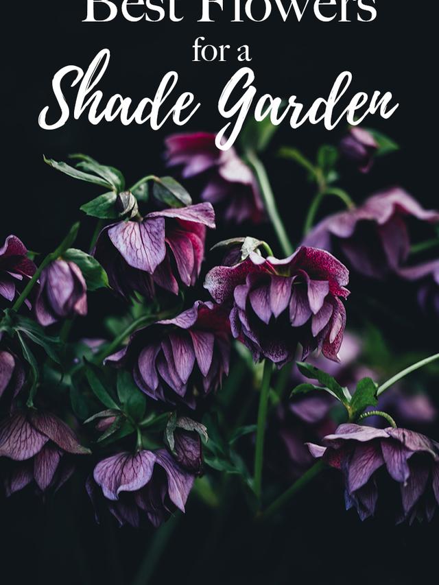 Perennial Flowers for Shaded Areas