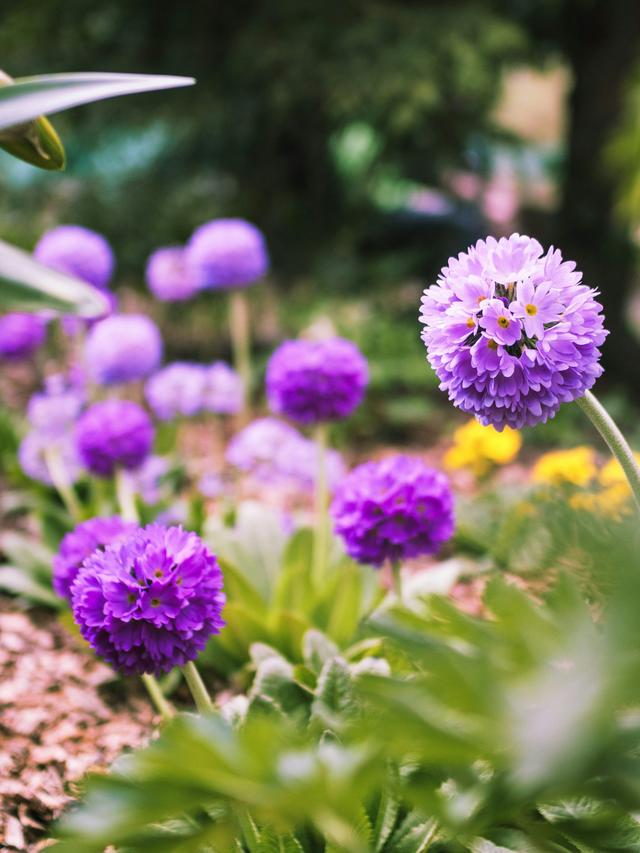 Perennial Flowers for Underplanting in Pollinator Gardens