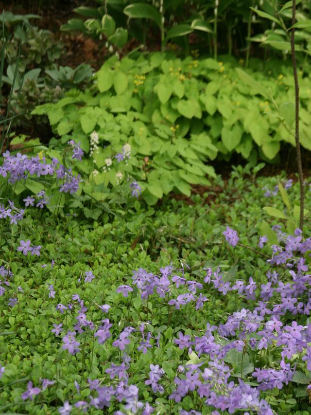 Perennial Groundcovers for Underplanting Shrubs and Trees