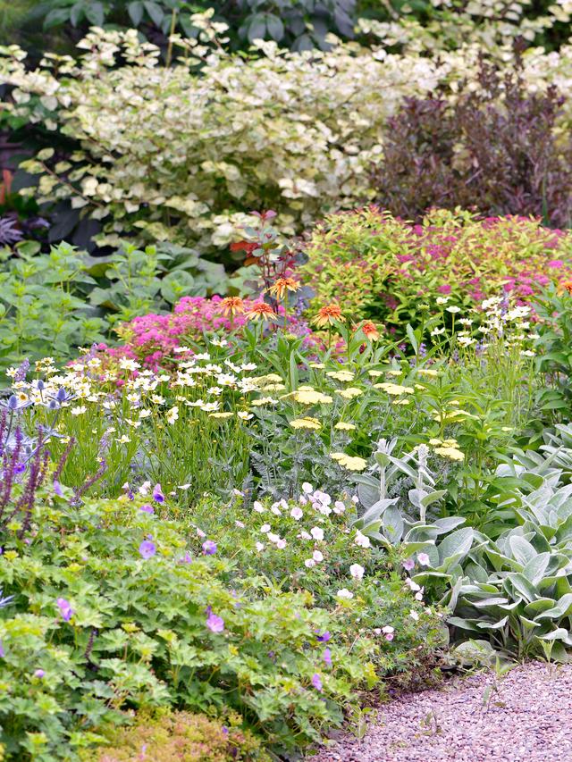 Perennials for Underplanting in Mixed Borders