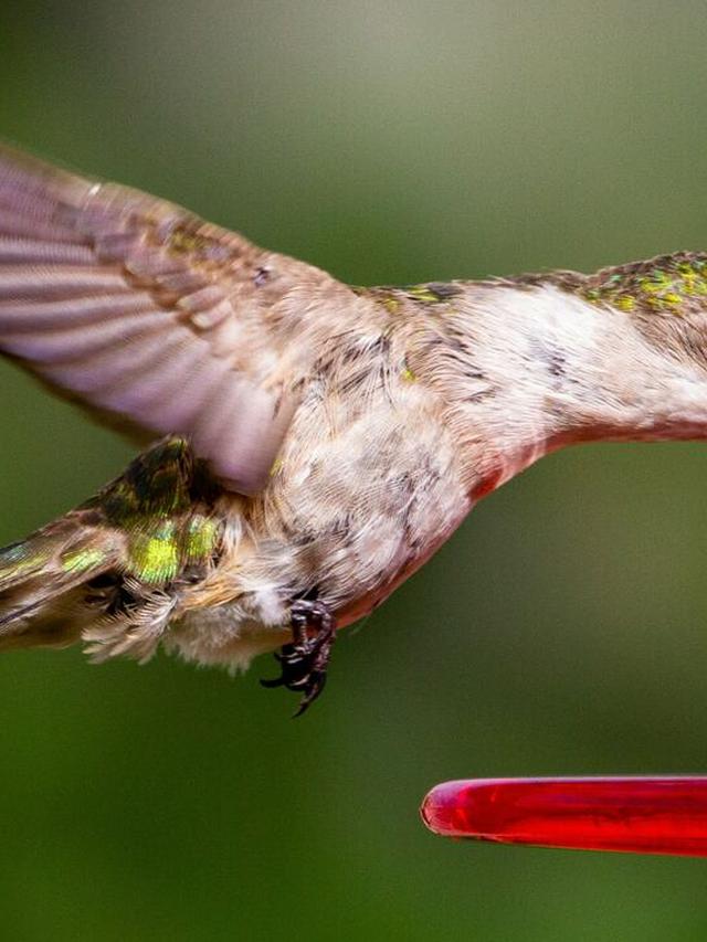 Proper Sugar Water Recipe for Hummingbird Feeders