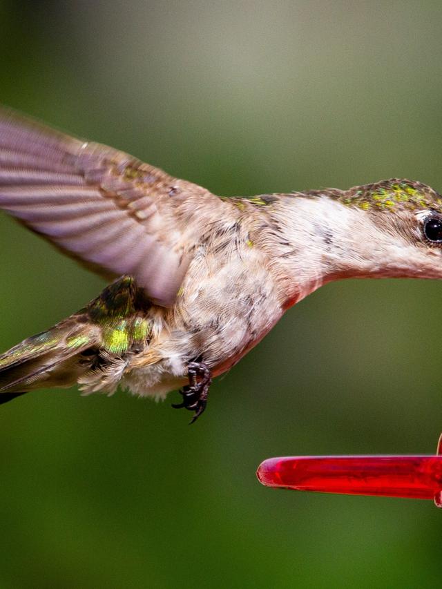 Signs Your Hummingbird Feeder Needs Maintenance and Repair