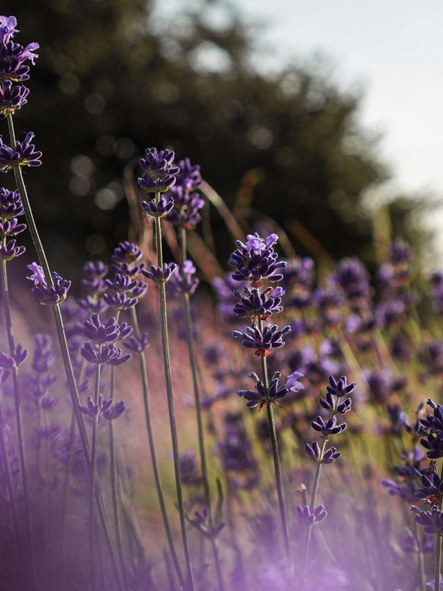 The Best Practices for Lavender Care: Avoid Common Mistakes and Achieve Stunning Results