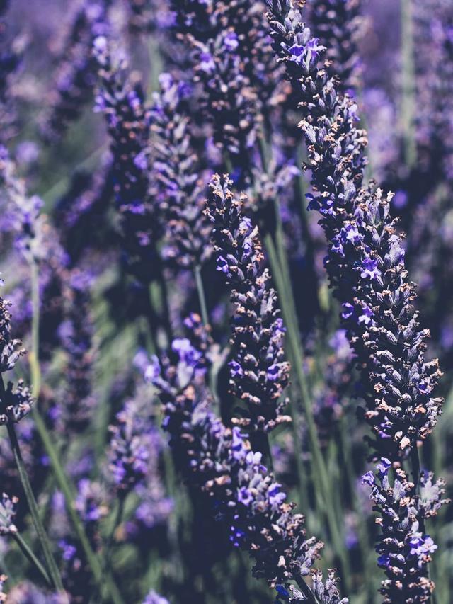 The Complete Lavender Care Manual: How to Cultivate Beautiful and Healthy Plants