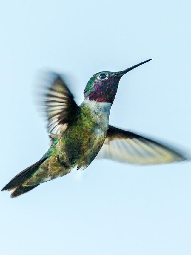 The Hidden Lives of Hummingbirds: Discover Their Spectacular Homes