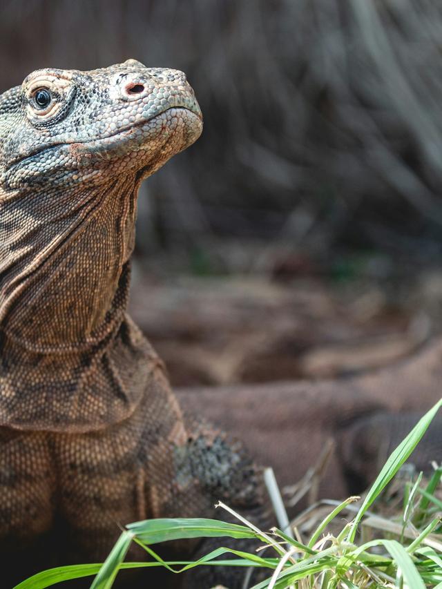 The Impact of Komodo Dragons on the Vegetation of Their Habitat