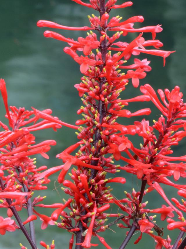 The Most Effective Red Flowers to Attract Hummingbirds