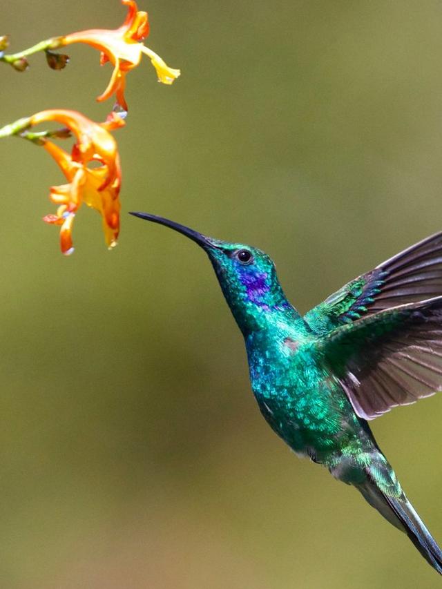 The Perfect Plant Selection to Keep Hummingbirds Coming Back