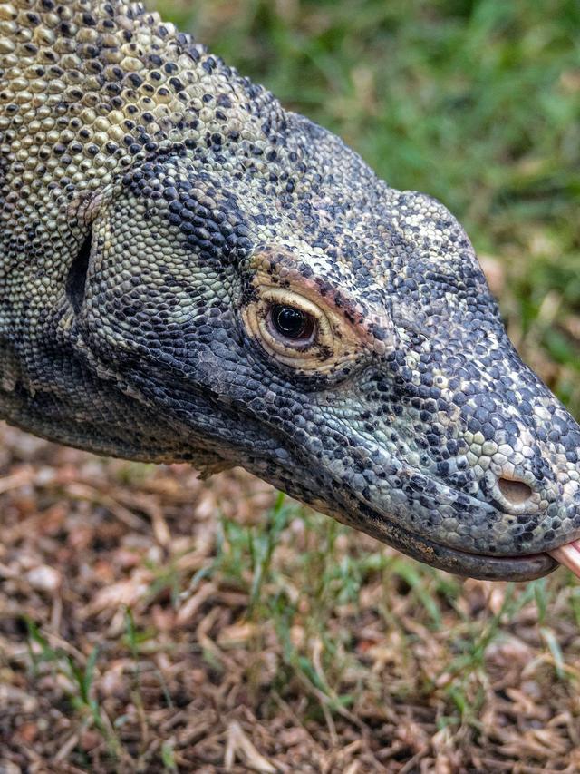 The Relationship Between Komodo Dragons and Their Prey Species