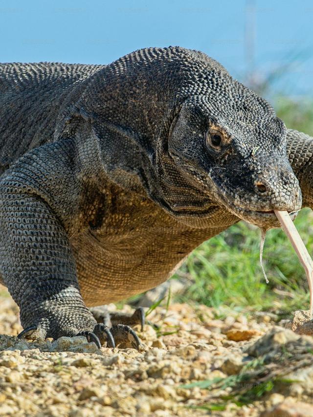 The Role of Komodo Dragons in Disease Control and Pathogen Regulation