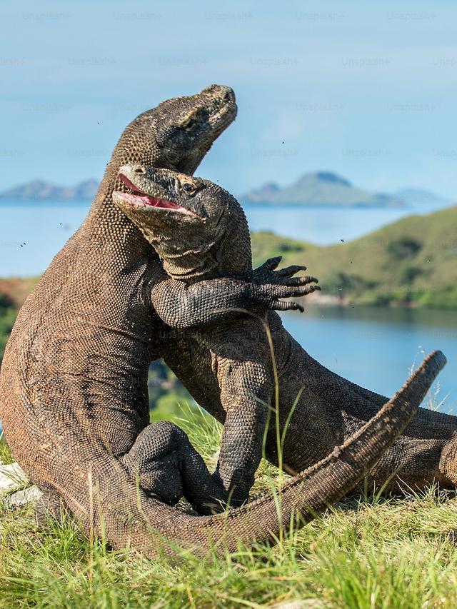 The Role of Komodo Dragons in Maintaining the Balance of Marine and Terrestrial Ecosystems