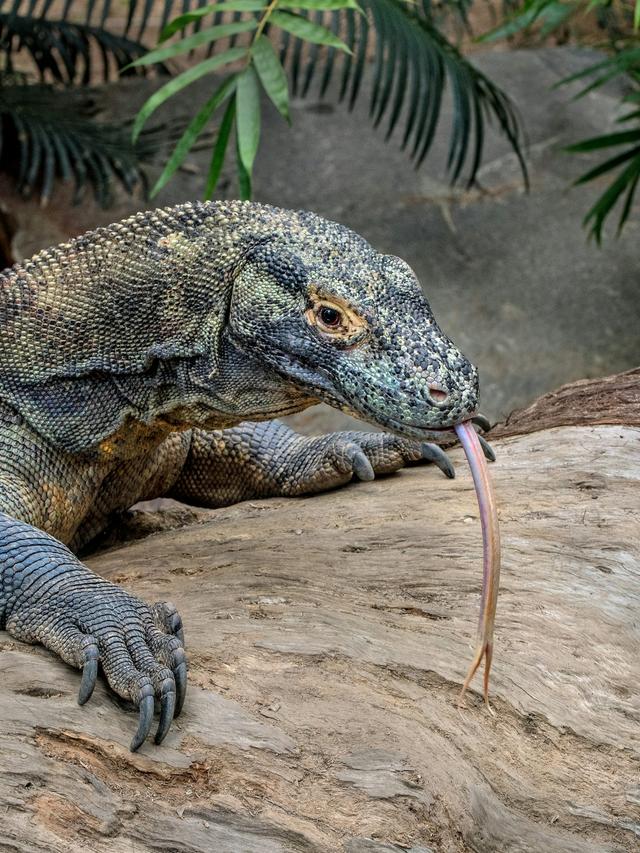 The Role of Komodo Dragons in Promoting Biodiversity Through Predation