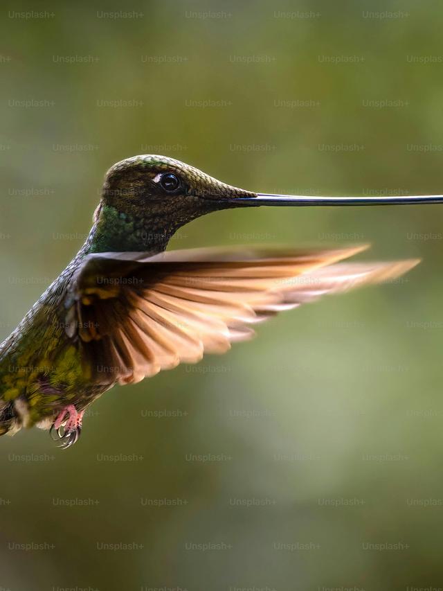 The Secret Havens of the World’s Rarest Hummingbirds