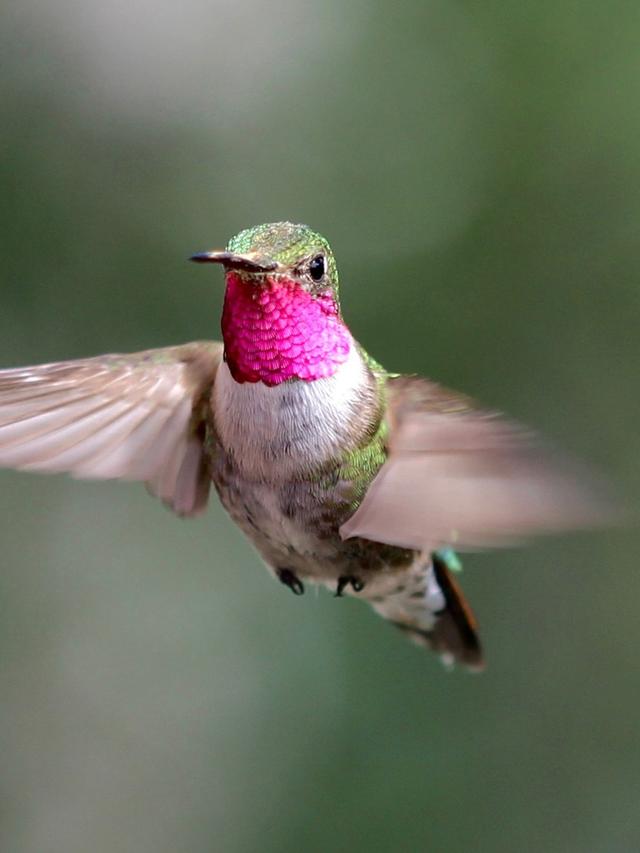 The Spectacular Worlds of Hummingbirds: Their Homes Revealed