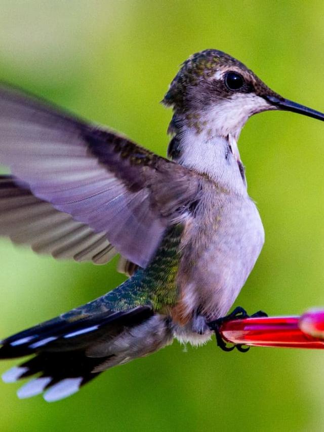 The Ultimate Guide to Hummingbird Species and Their Unusual Homes