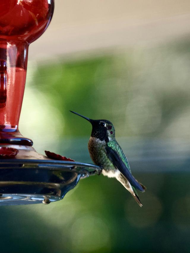 Tips for Keeping Hummingbird Feeders Ant-Free