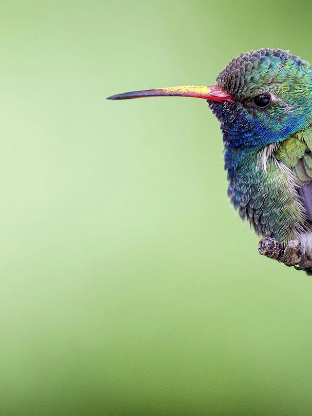 Tips for Photographing Hummingbirds with a Macro Lens