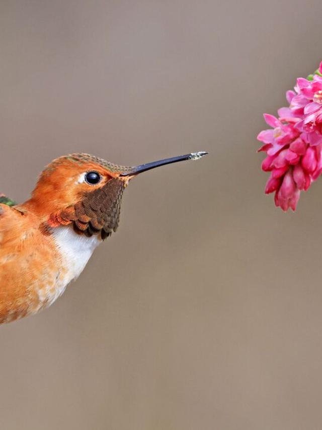 Top 10 Hummingbird Species You Never Knew Existed and Their Hidden Habitats