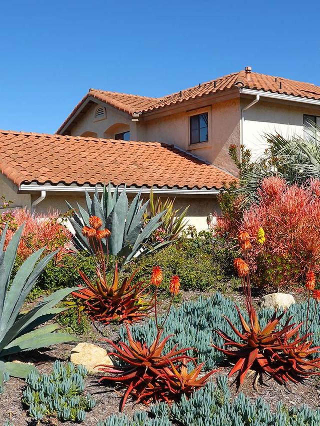 Top Drought-Tolerant Perennials for Rocky Landscapes