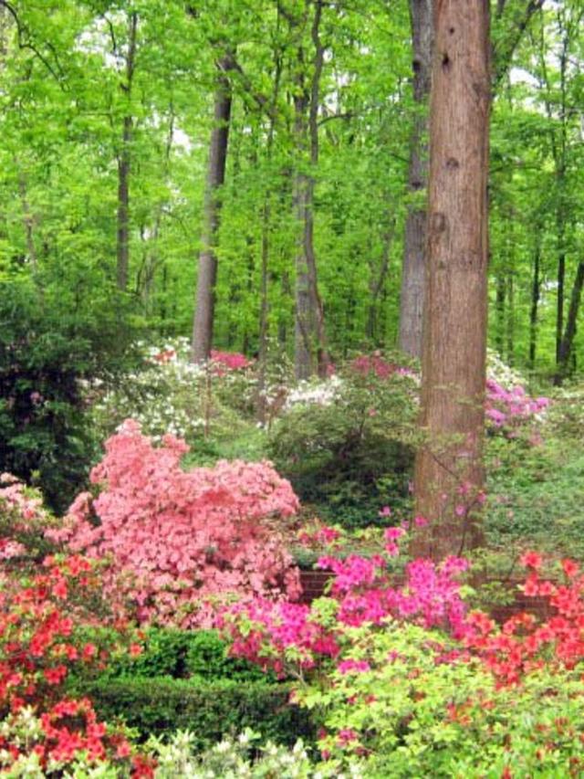 Top Perennial Flowers for Shaded Understory Planting